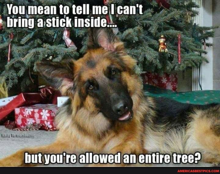 You mean to tell can bring stick inside.-.
but you're allowed an entire