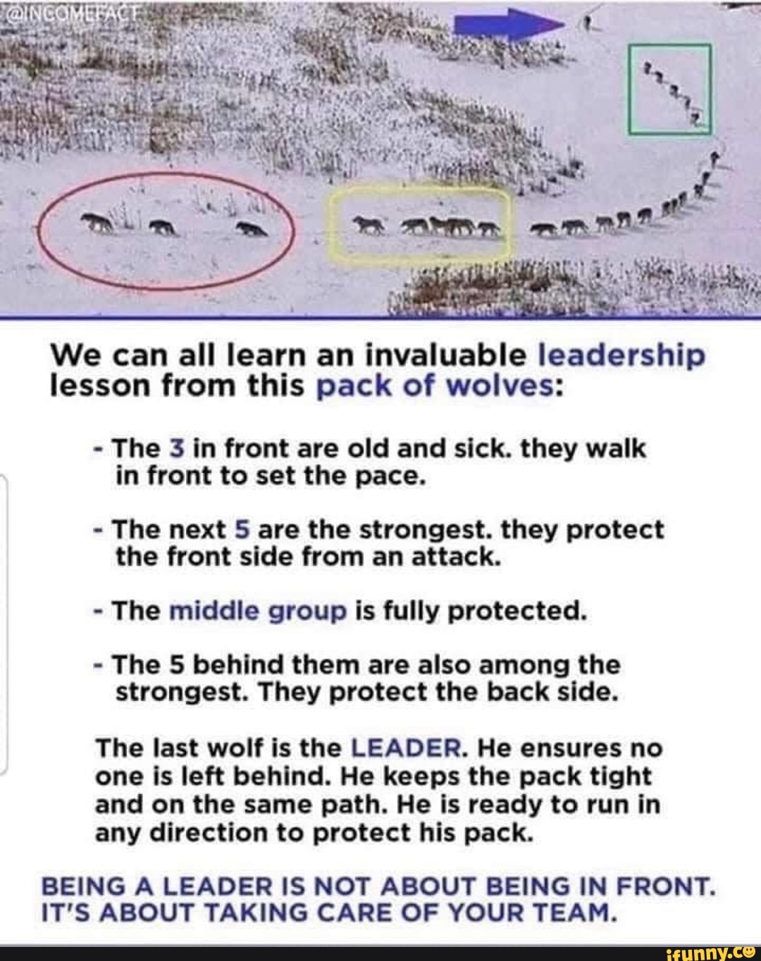 We can all learn an invaluable leadership lesson from this pack of