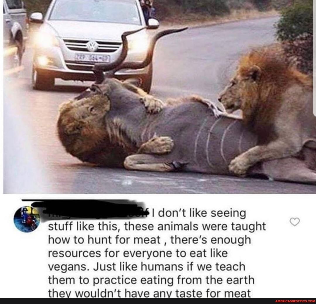 don't like seeing
stuff like this, these animals were taught how to hunt for meat , there's enough resources for everyone to eat like
vegans. Just like humans if we teach them to practice eating from the earth