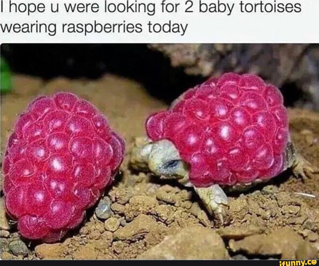 Raspberries memes. Best Collection of funny Raspberries pictures on iFunny
