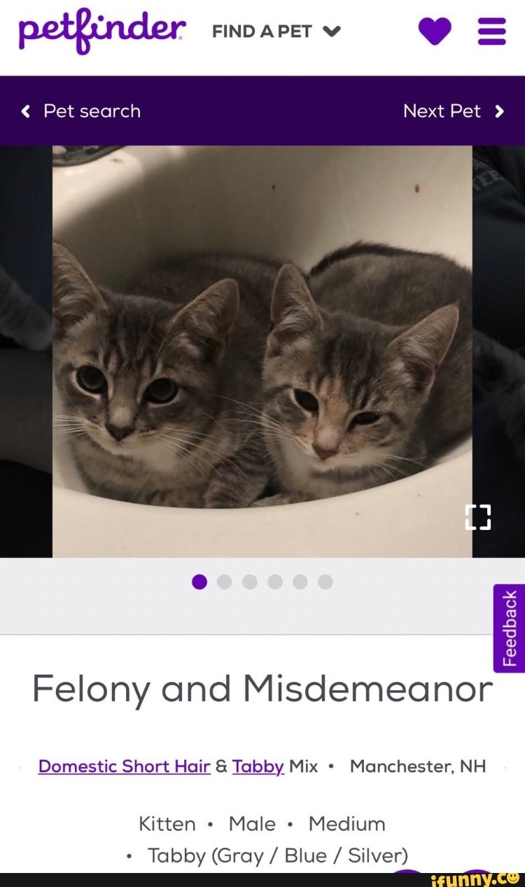 funny-pet-names-found-on-the-internet-https-www-petfinder-cat