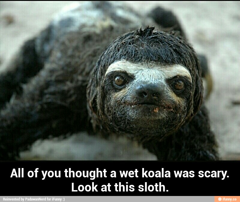 All of you thought a wet koala was scary.Look at this sloth. 