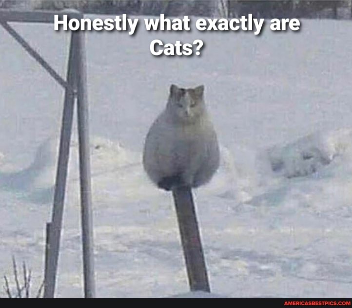 Honestly what exactly are
Cats?