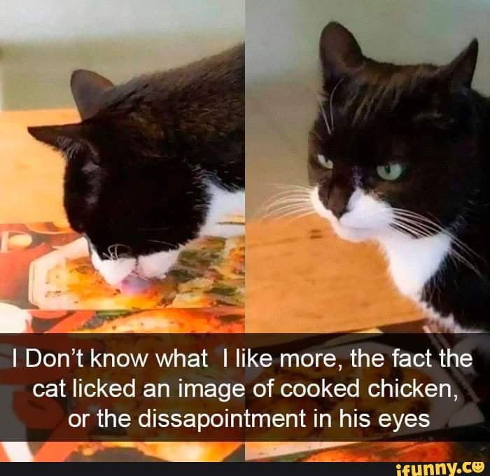 I Don't know what I like more, the fact the cat licked an image of cooked chicken, or the dissapointment in his eyes