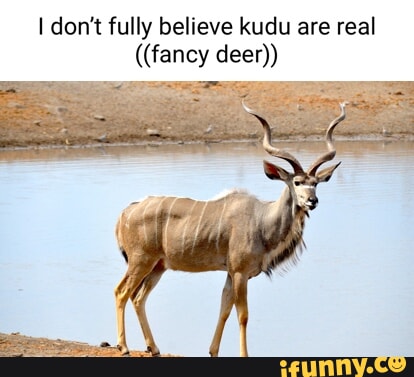 Kudu memes. Best Collection of funny Kudu pictures on iFunny