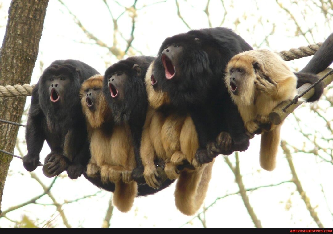 sing, fellas