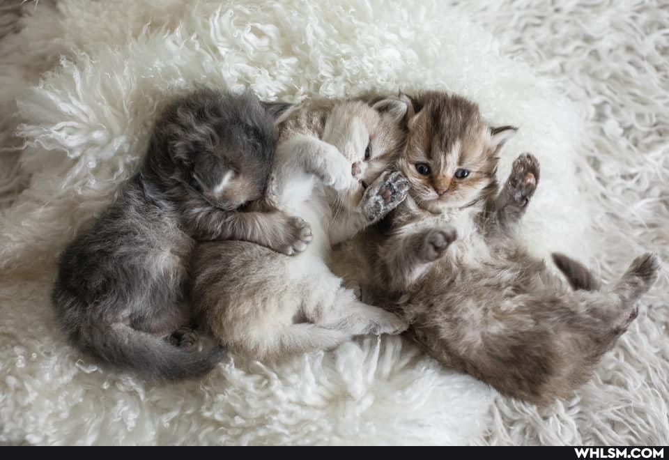 cat, kittens, beautiful