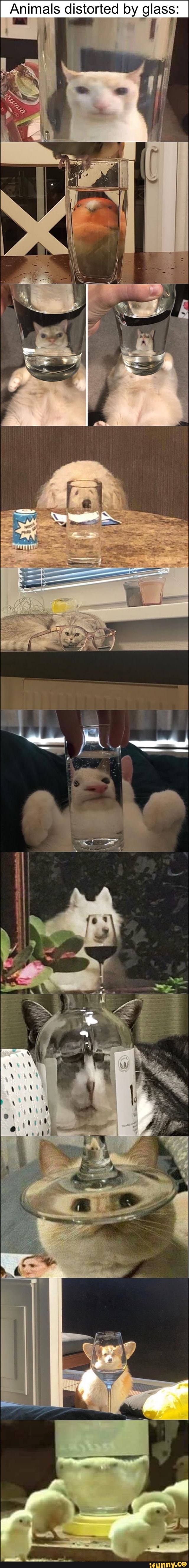 Animals distorted by glass: