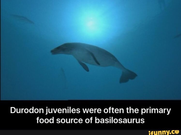 Durodon juveniles were often the primary food source of basilosaurus )