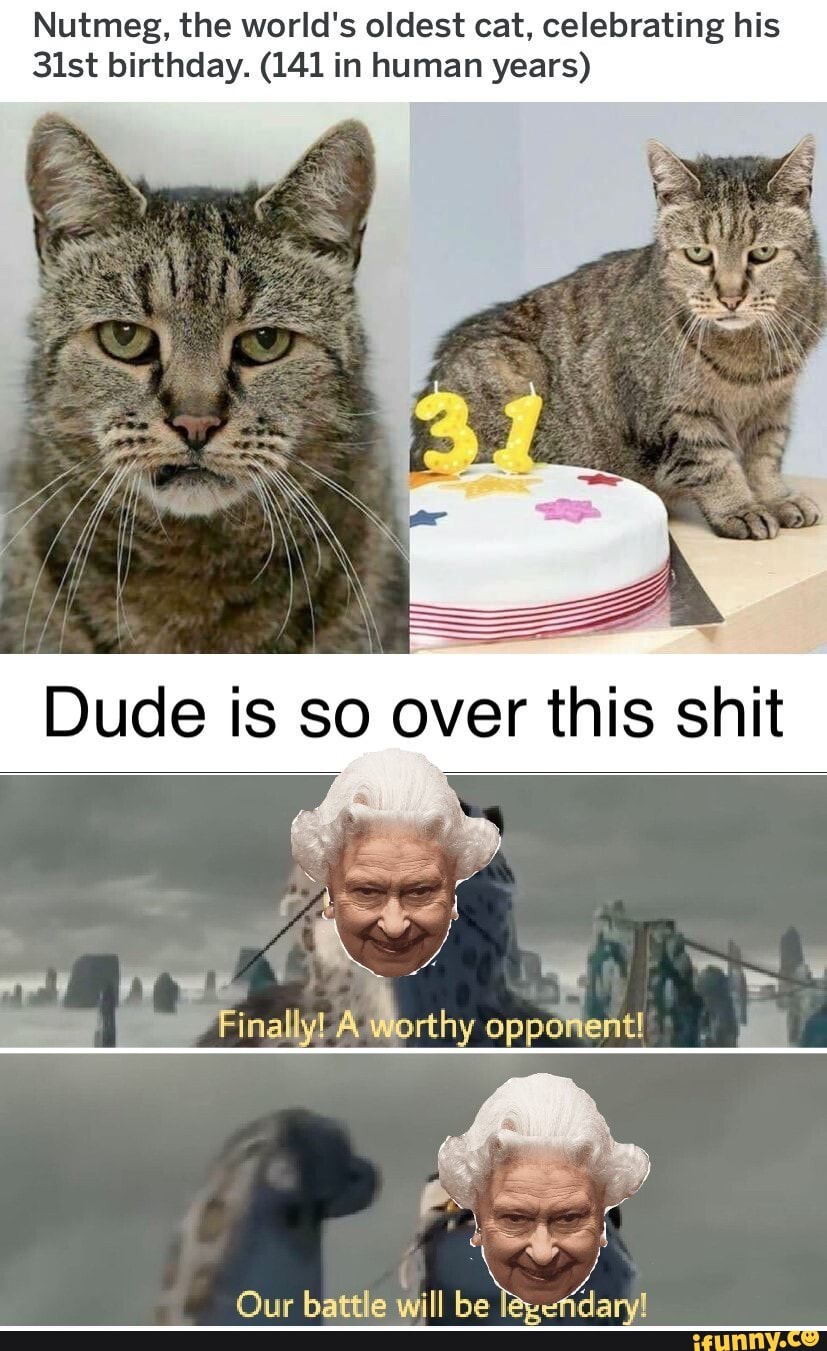Nutmeg, the world's oldest cat, celebrating his
31st birthday. (141 in human years)
Dude is so over this shit
I Final
rthy opponent!
Our battle will be etidary!