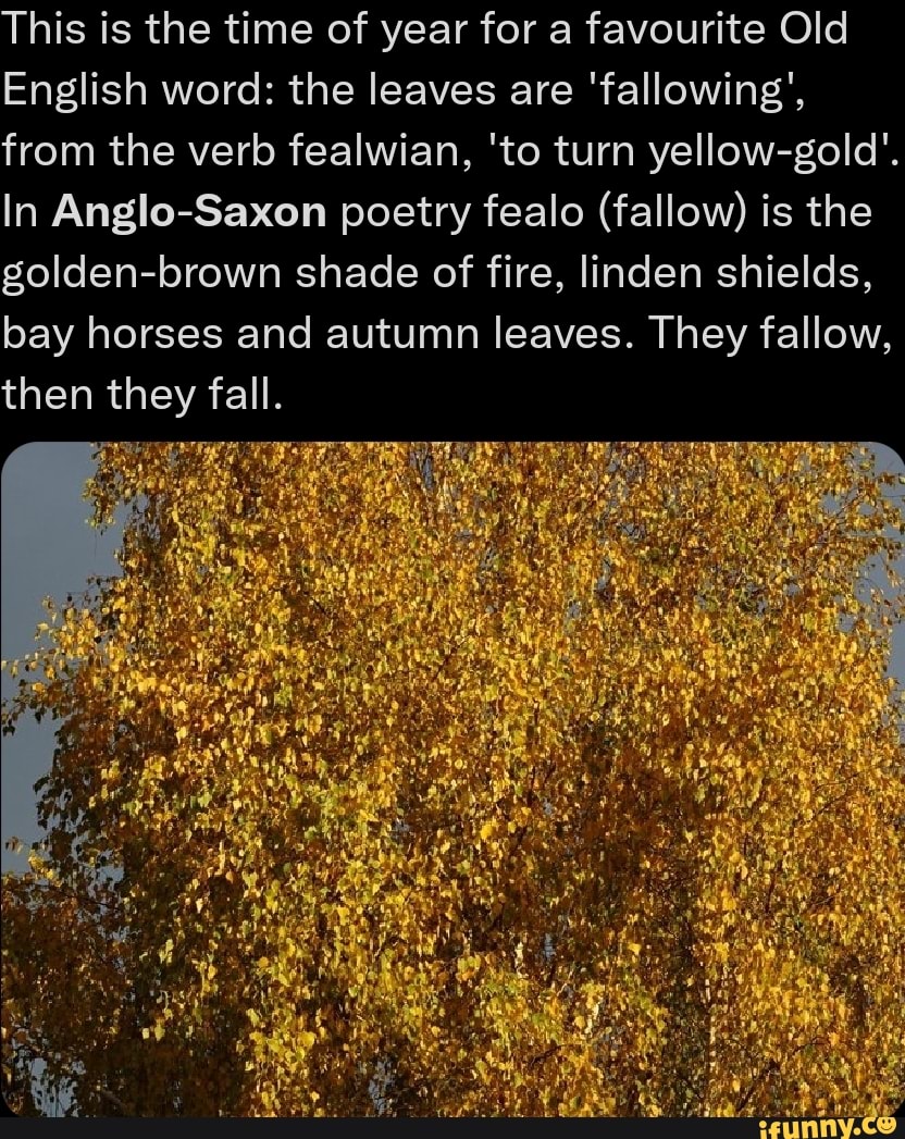 This is the time of year for a favourite Old English word the leaves