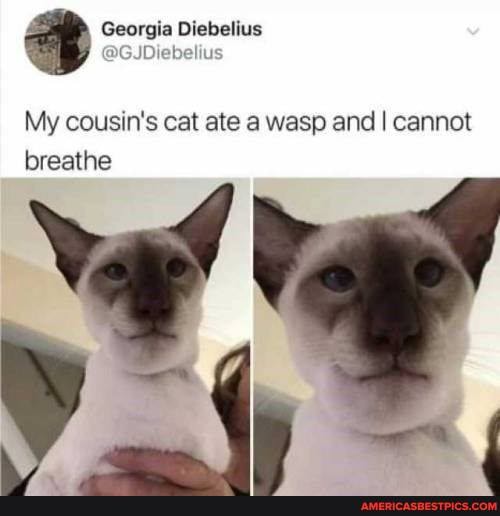 Georgia Diebelius
My cousin's cat ate a wasp and I cannot breathe