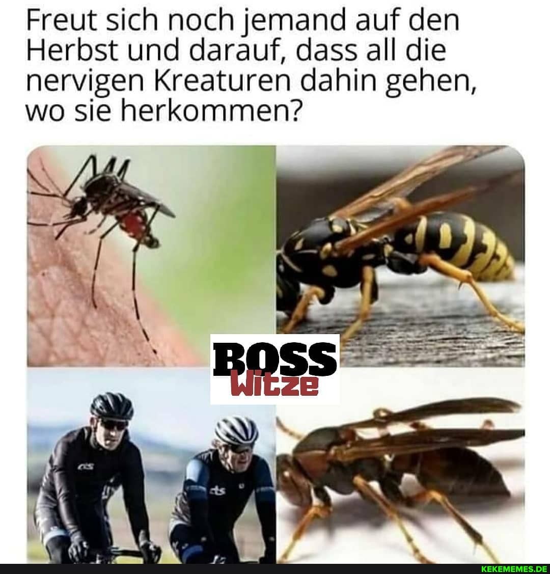 Freut sich noch jemand auf den
Herbst und darauf, dass all die nervigen Kreaturen dahin gehen, wo sie herkommen?