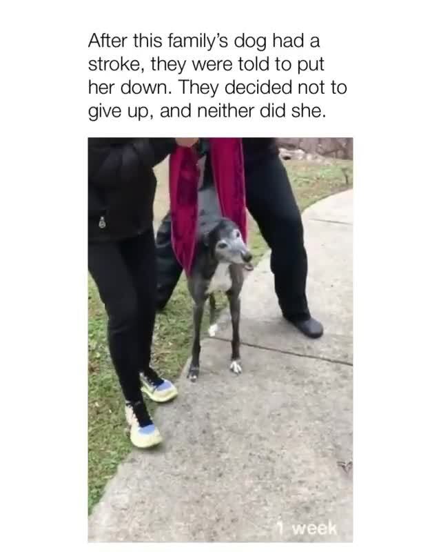 After this family's dog had a stroke, they were told to put her down. They decided not to give up, and neither did she.