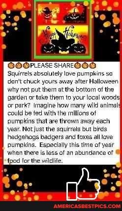 GOOPLEASE SHAREOOO Souirrels absolutely love pumpkins so dan't chuck yours away after Halloween why not put them atthe bottom of the garden or take them to your local woods} or park? Imagine how many wild animalg could be fed with the millions of pumpkins that are thrown away each year, Not just the squirrels but birds hedgehogs badgers and foxes all love pumpkins. Especially this time of year
'when there is less of an abundance of fpod for the willlife