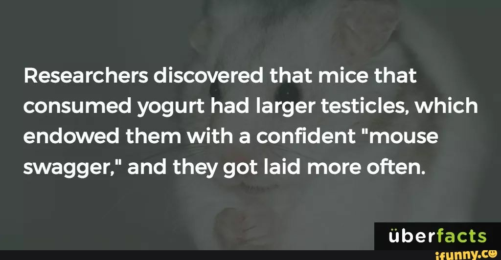 Researchers discovered that mice that consumed yogurt had larger