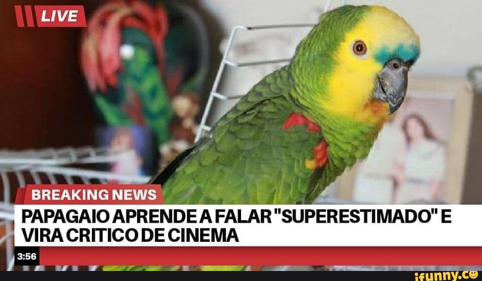 LIVE NEWS PAPAGAIO APRENDE A FALAR 