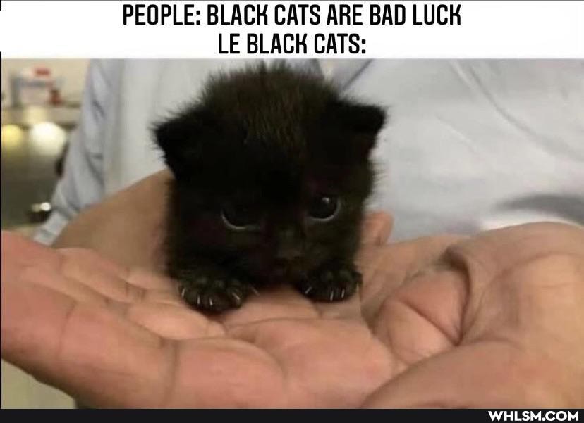 PEOPLE: BLACK CATS ARE BAD LUCK LE BLACK CATS: