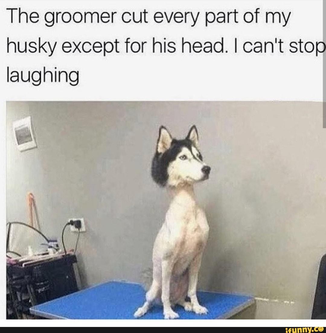 The groomer cut every part of my husky except for his head. I can't stop laughing