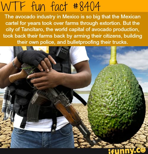 WTF fun fact 8404 The avocado industry in Mexico is so big that the