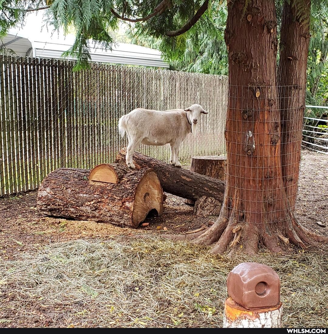 aww