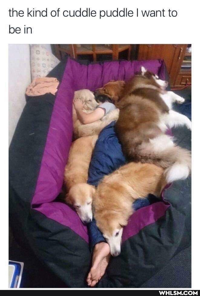 the kind of cuddle puddle I want to be in