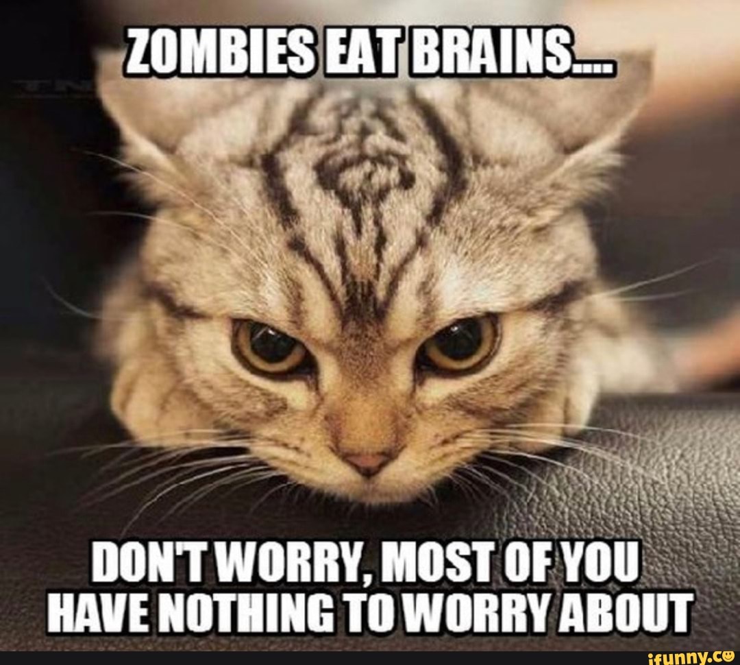 Nothing to worry about. Angry Cats memes. Angry Cat meme.