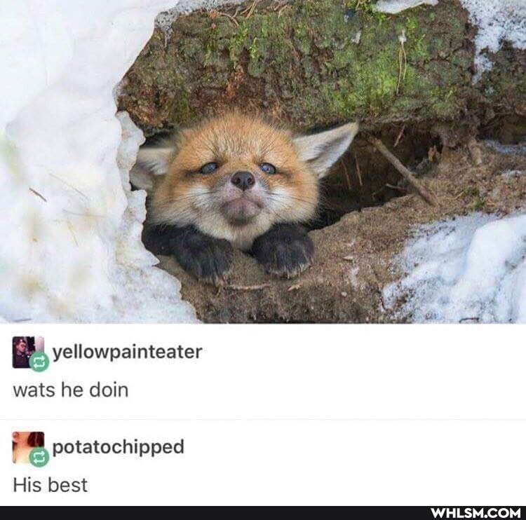 wats he doin
potatochipped
His best