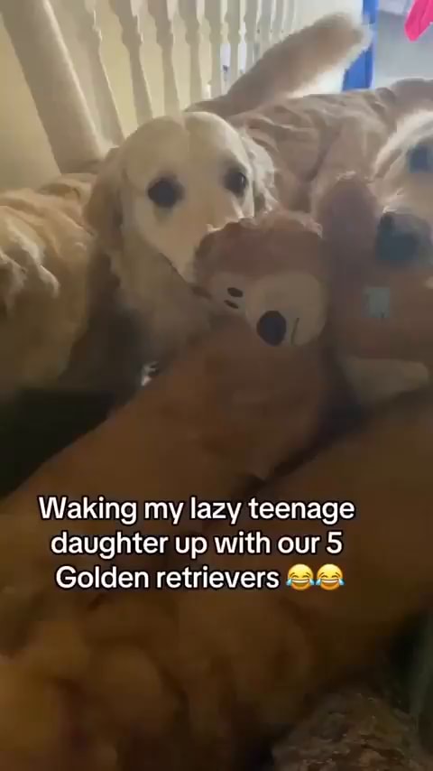 My golden hot sale retriever is lazy