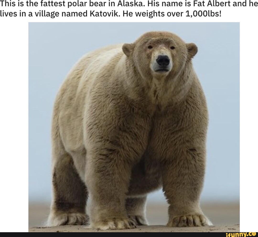 This is the fattest polar bear in Alaska. His name Is Fat Albert and he