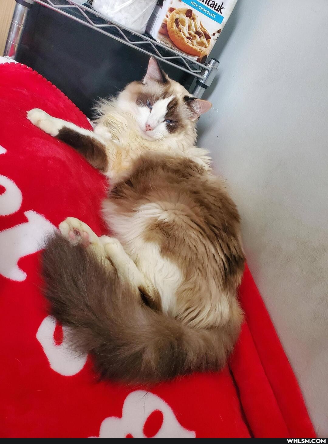 cat, aww