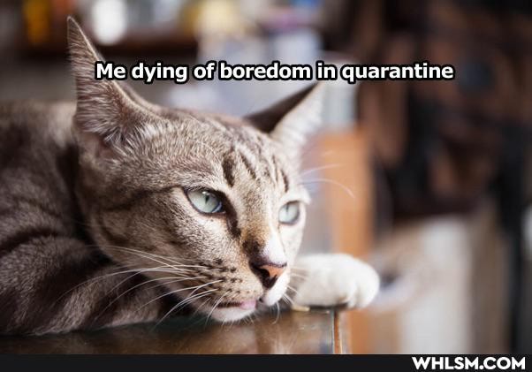 Me dying of boredom in quarantine