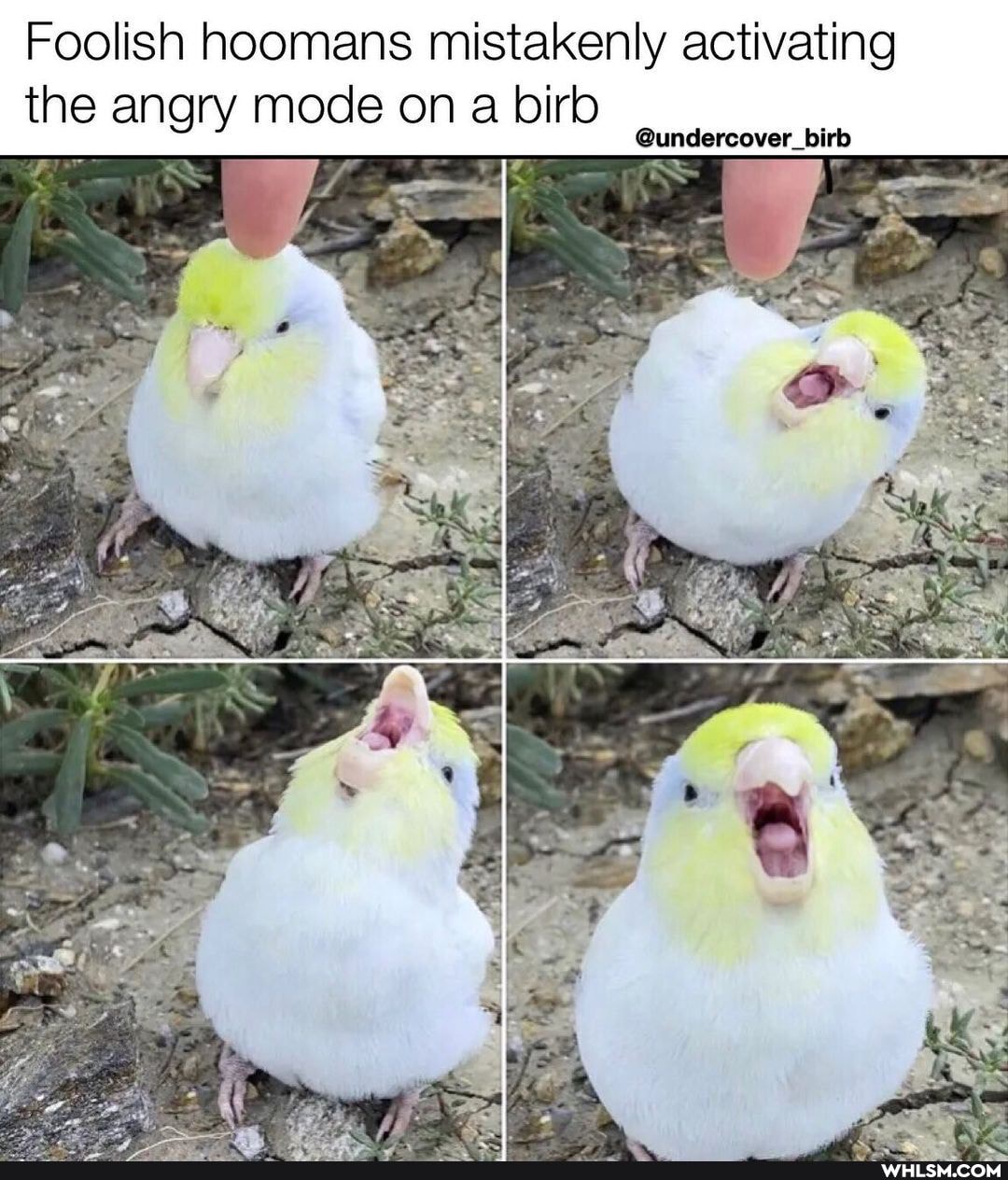 Foolish hoomans mistakenly activating
the angry mode on birb
loirlo
@undercover_birb
SS
RE