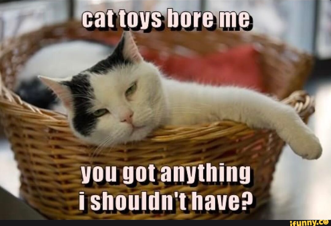 Getting anything. I don't have a Cat. Cat and Toy meme.