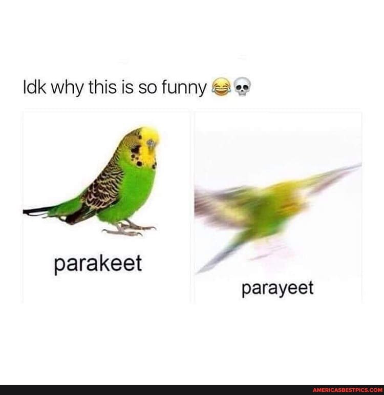Idk why this is so funny
parakeet parayeet