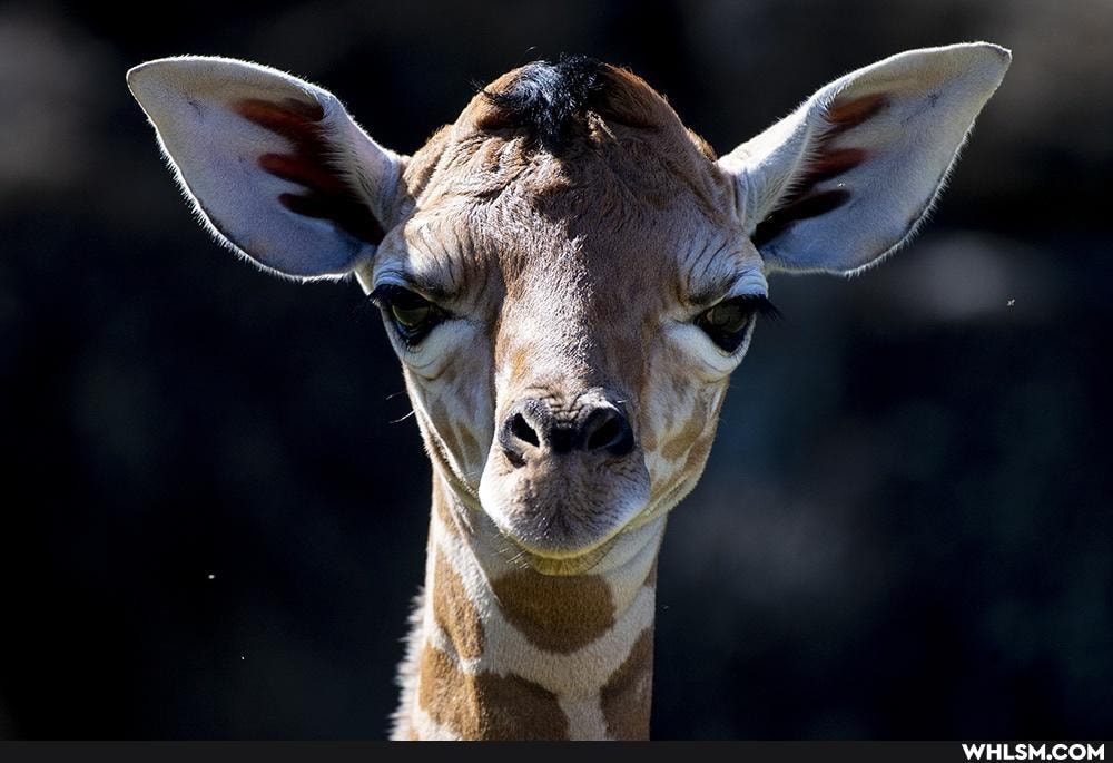 giraffe, baby_animals, cute_animal, zoo