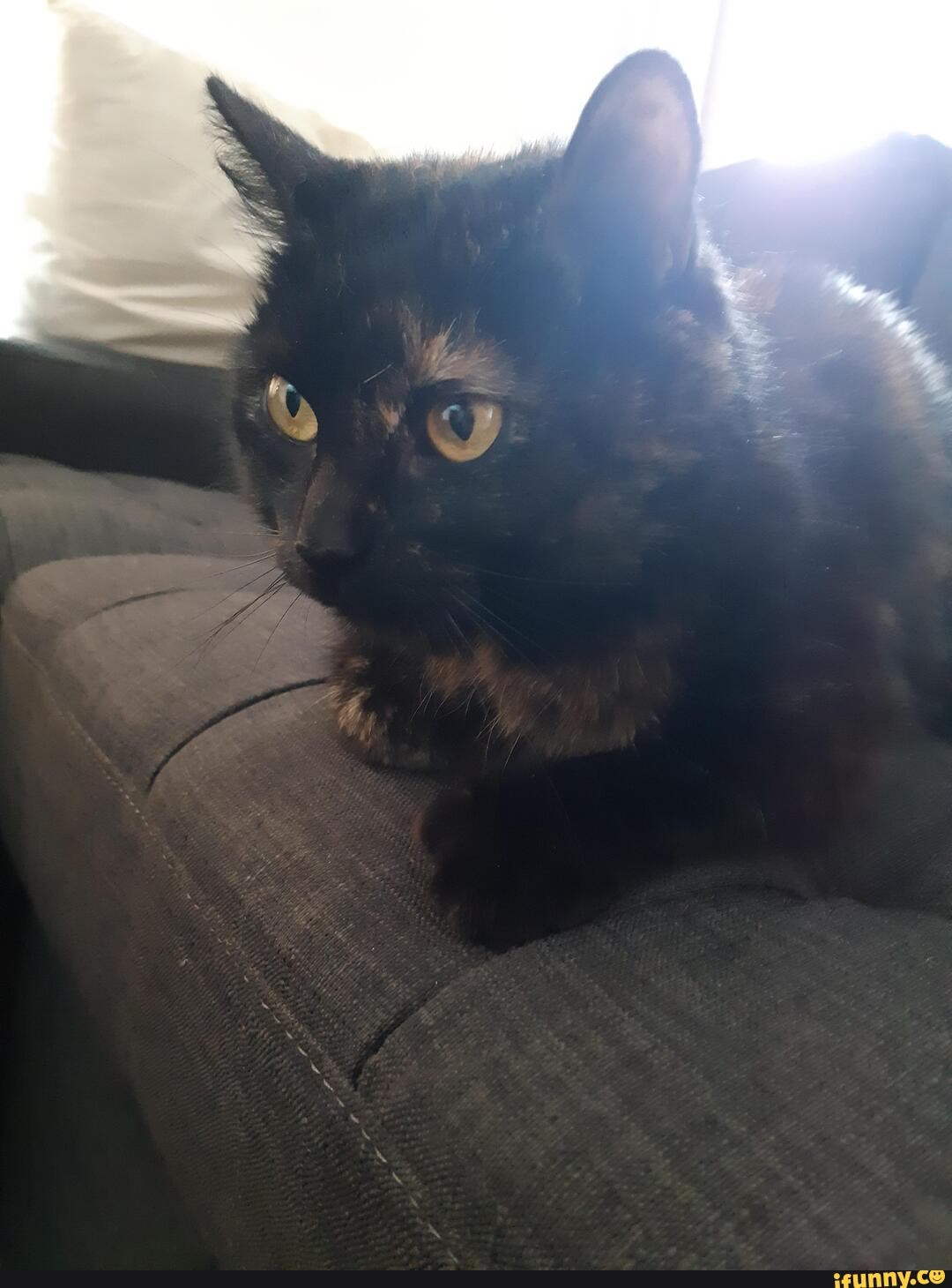 cat, kimi, family, cats