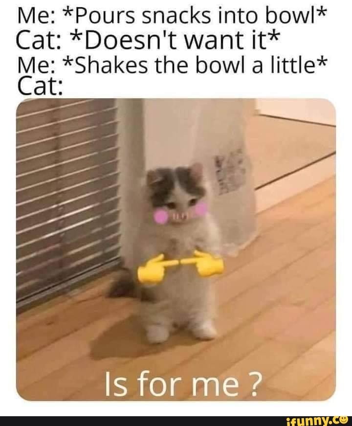 memes dank_memes cat cringe funny Me *Pours snacks into bowl