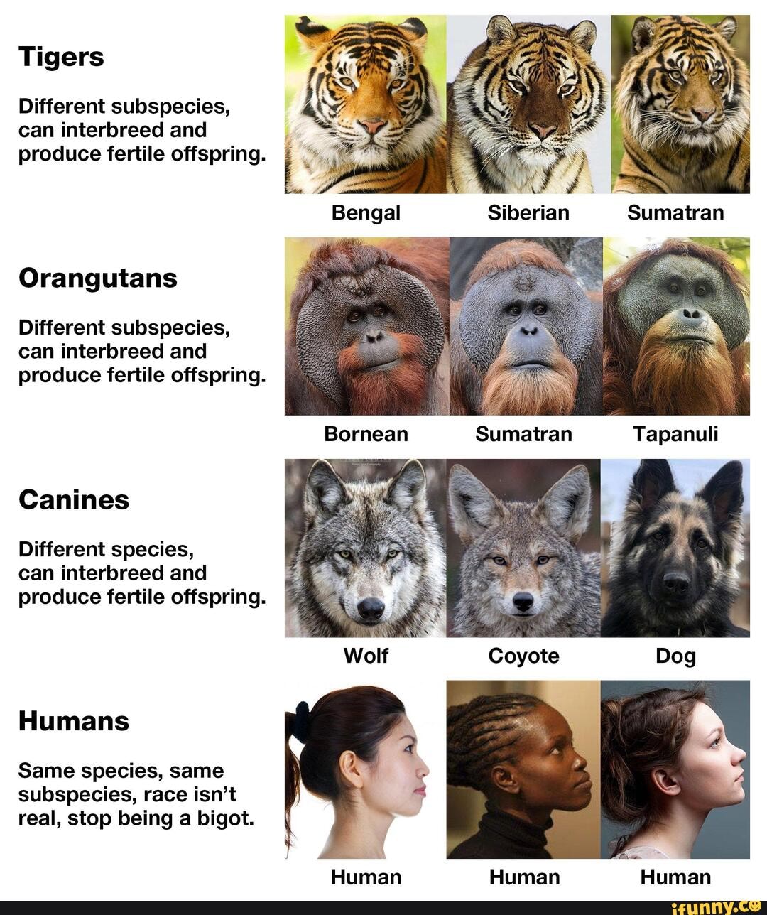 tigers-different-subspecies-can-interbreed-and-produce-fertile