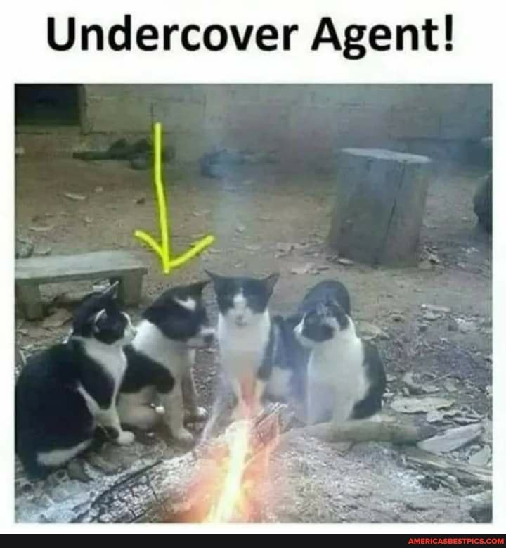 Undercover Agent!