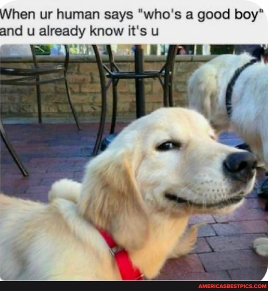 When ur human says "who's a good boy" and u already know it's u