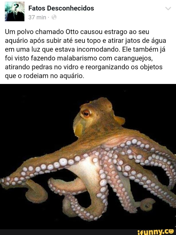 i Fatos Desconhecidos
Um polvo chamado Otto causou estrago ao seu
aquário após subir até seu topo
e atirar jatos de água
em uma luz que estava incomodando. Ele também já
foi visto fazendo malabarismo com caranguejos,
atirando pedras no vidro e reorganizando os objetos
que o
rodeiam no
aquário.