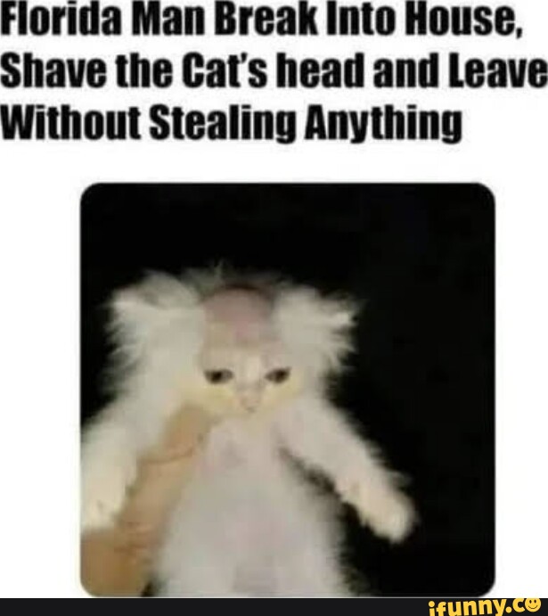 Florida man Break into House, Shave the Cat's head and Leave Without ...