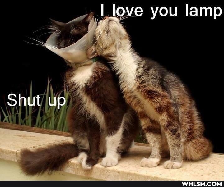 love you lamp
Shut up