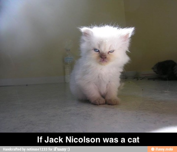 If Jack Nicolson was a cat - If Jack Nicolson was a cat