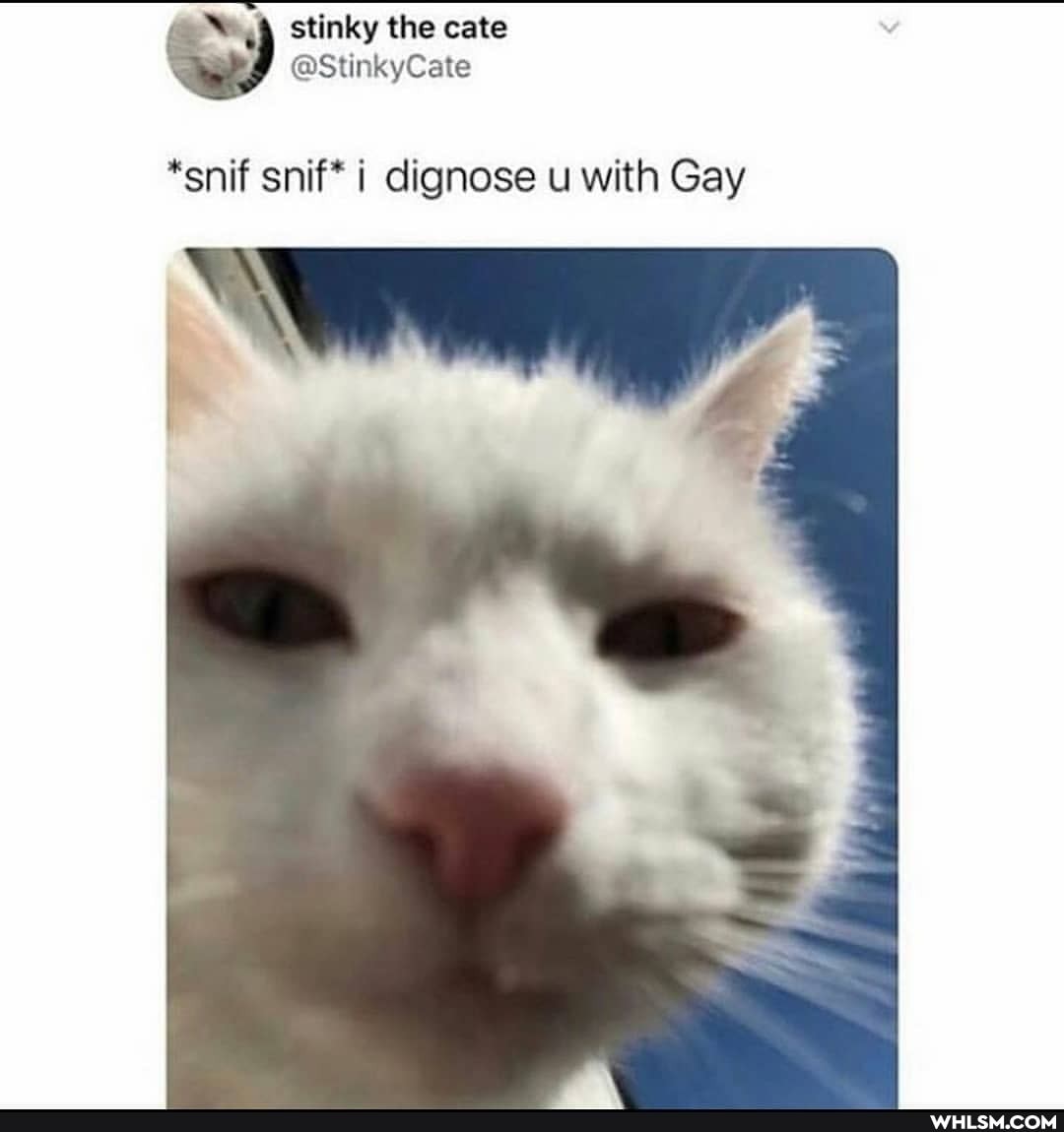 "sniff snif* i dignose u with Gay
