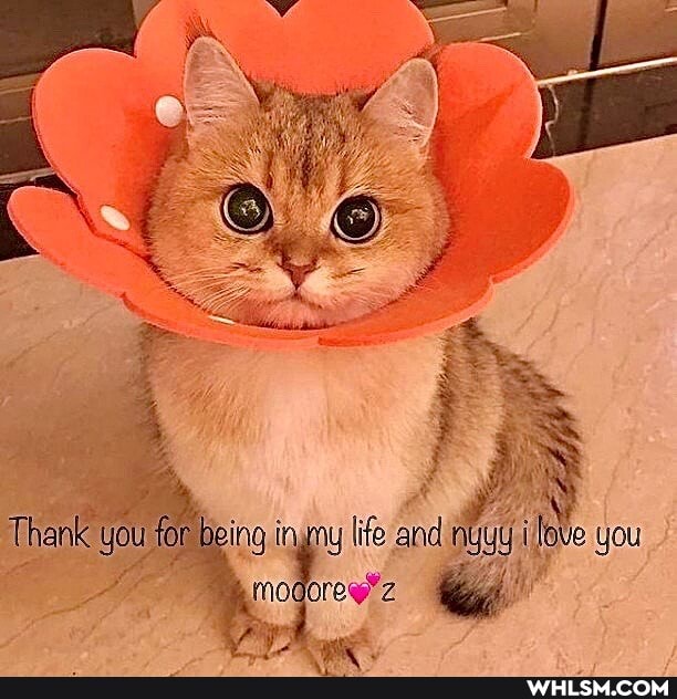 Thenk you for baiing