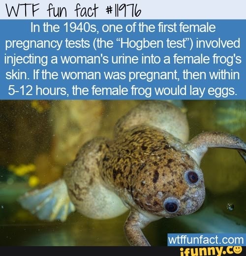 Fun In the 1940s, one of the first female pregnancy tests (the "Hogben test') involved injecting