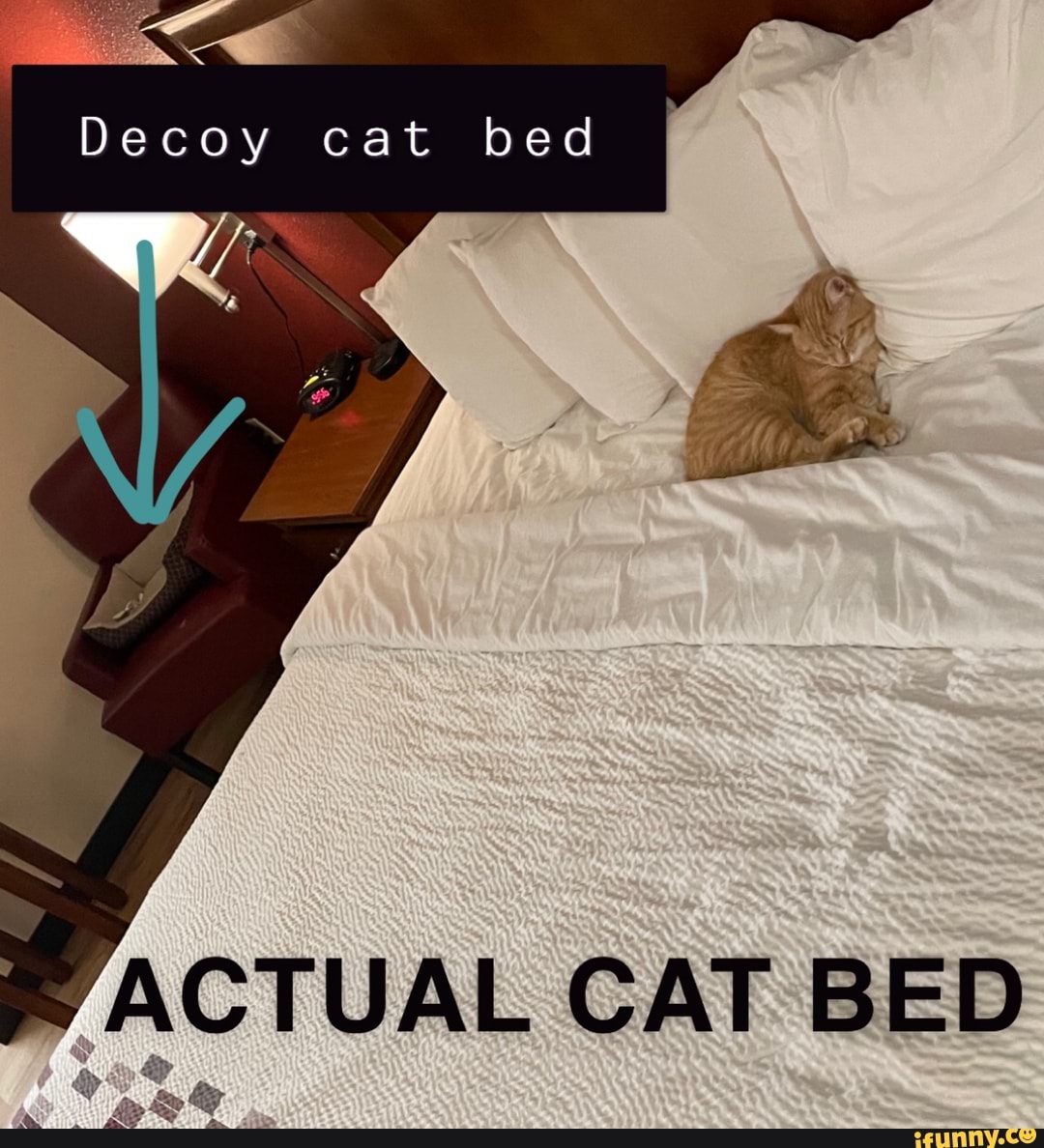 Decoy Cat Bed Wy Actual Cat Bed - Ifunny Brazil