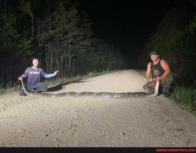 18, ft, python, captured, florida, everglades, new, record